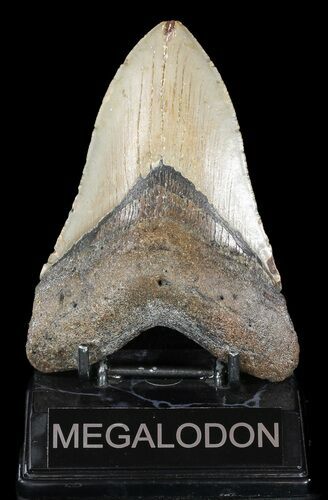Large, Megalodon Tooth - North Carolina #48905